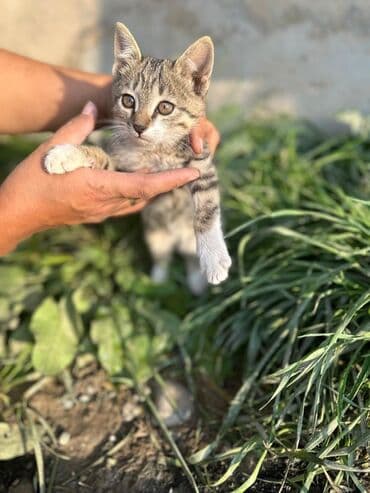 бездомные кошки: Кошка даром: Беспородная, 2 месяца, Девочка — 2