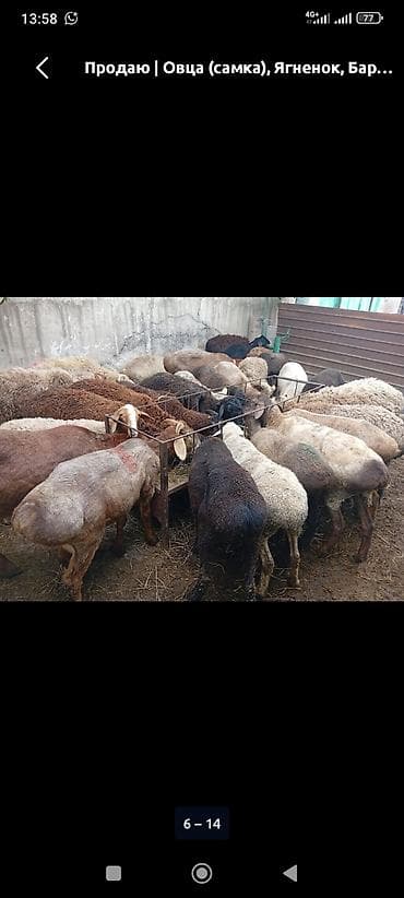кой дорпер: Продаю | Овца (самка), Баран (самец) | На забой — 3