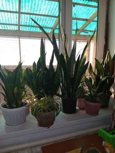сокулук малина: Большой выбор Сансиеверии от 200 сом — 3
