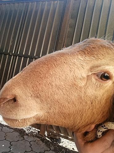 ушные бирки: Продаю | Баран (самец) | Арашан | Для разведения | Осеменитель — 7