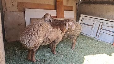 сони грей: Продаю | Овца (самка) | Для разведения — 2