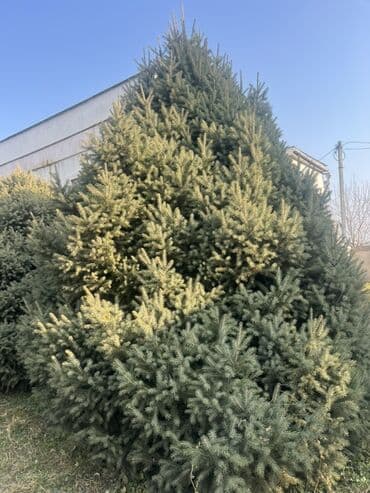 Ель голубая (Picea pungens) — крупномерные экземпляры для озеленения