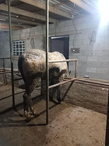 Другие животные: Продаю | Конь (самец) | Полукровка | Рабочий — 5