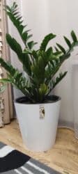 стоимость аквариума: Замиокулькас (Zamioculcas zamiifolia) в декоративном пластиковом — 9