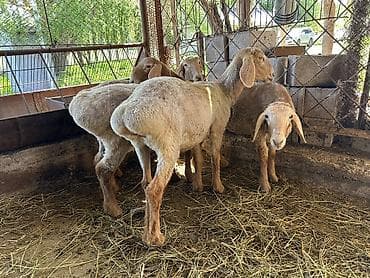 морской аквариум купить: Продаю | Ягненок | Арашан | Для разведения | Племенные — 9