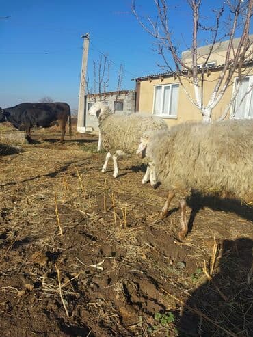 сколько стоит корова 2024: Продаю | Овца (самка) | Полукровка | Для разведения | Матка — 3