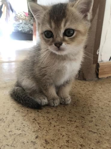 британская кошка шиншилла: Скотиш Страйт (Шотландская прямоухая), 1 месяц, Мальчик, Золотая шиншилла, Приучена к лотку — 1