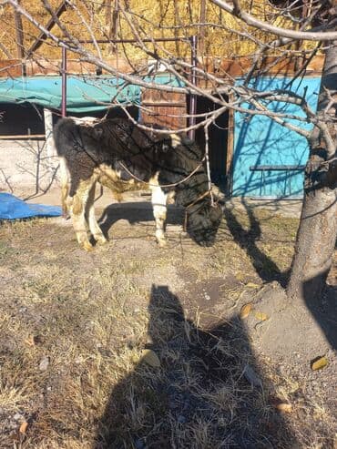 корм для домашних животных: Продаю | Бык (самец) | Голштин | На откорм | Привязанные — 1