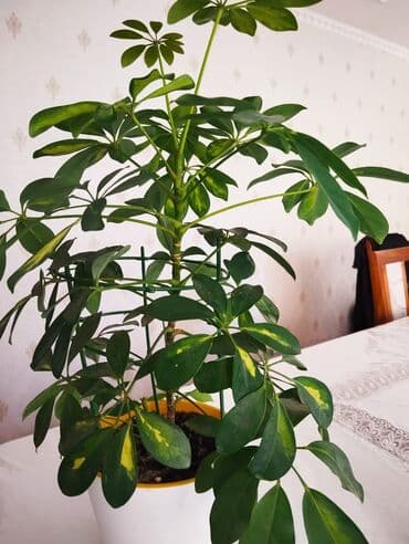 диффенбахия купить: Диффенбахии — 6