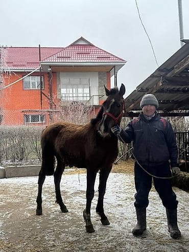 Үй жаныбарлары: Сатам | Байтал, Тай — 7