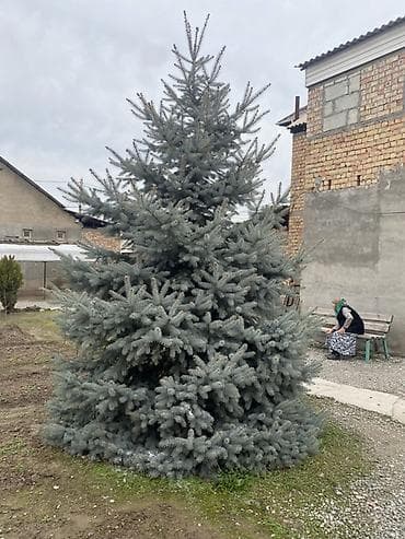 куплю дерево дуб: Срочно ‼️ Ель голубая, 3-4 метра — 2