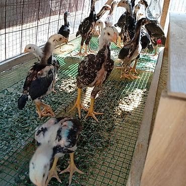 бойцовые птицы: Продаю | Цыплята | Для разведения — 3