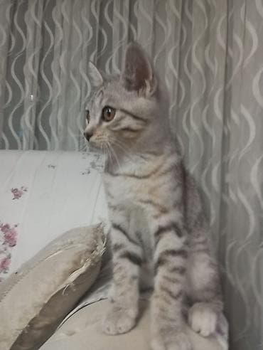коня: 3 месяца, Мальчик, Приучена к лотку — 1