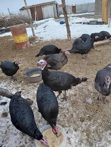 Продаю | Индюк (самец) | Черный принц | Для разведения | Племенные