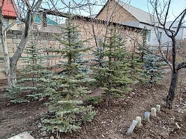 неделю: Саженцы деревьев: Ели, Самовывоз — 3