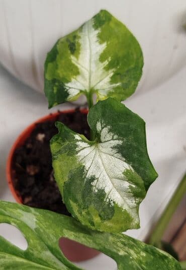 • Сингониум Яичница - 700 сом • Монстера Адансони Минт - 1000 сом •