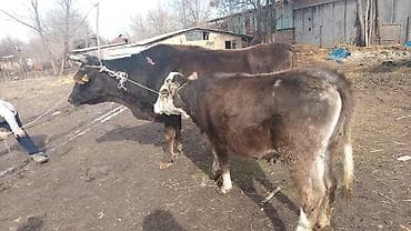 цена коровы 2024: Продаю | Корова (самка) | Для разведения | Привязанные — 4