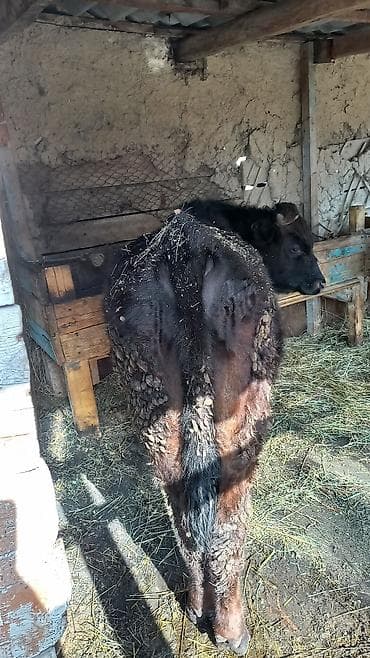 кошка сокулук: Сатам | Бука (эркек) | Бордоп семиртүү үчүн | Байланган — 3