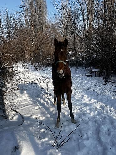 собаки в бишкеке: Продаю | Конь (самец) | Конный спорт — 9