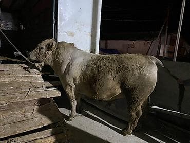 Животные: Продаю | Бык (самец) — 3