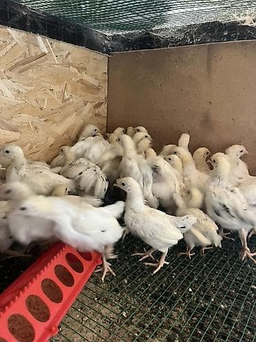 Продаю | Цыплята | Для разведения at lalafo.kg Продаю | Цыплята | Для разведения