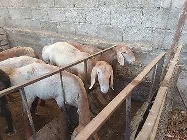 продам друга: Продаю | Баран (самец), Ягненок | Гиссарская, Арашан, Полукровка | Осеменитель, Племенные — 2