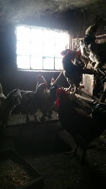 кане корсо цена: Продам петухов. цена 1000 сом. доставки нет. оплата наличными — 4