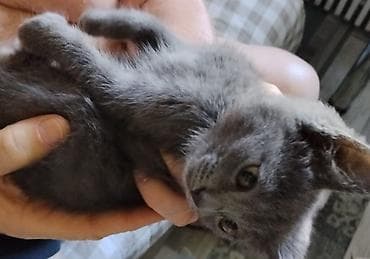 d cat: Курильский бобтейл, 2 месяца, Девочка, Серый — 2