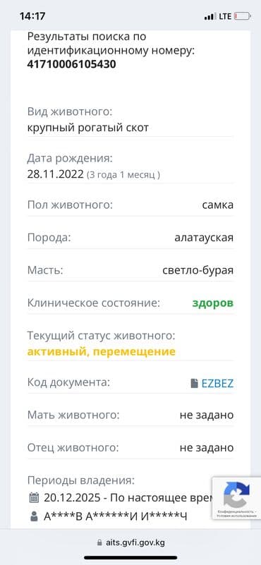 тай самка: Продаю | Корова (самка), Бык (самец), Тёлка | Полукровка, Алатауская, Швицкая | Для молока | Осеменитель, Стельные, Искусственник — 7