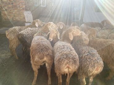 скупка мёда: Продаю | Овца (самка) | Для разведения | Матка — 9