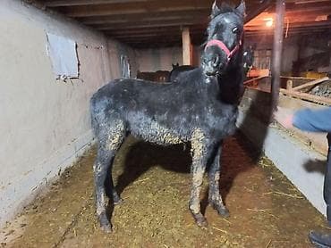 прокат лошади: Продаю | Жеребенок | Для разведения — 7