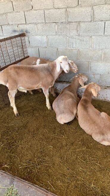 в связи с переездом отдам попугая жако в добрые руки: Продаю | Ягненок, Баран (самец) — 1