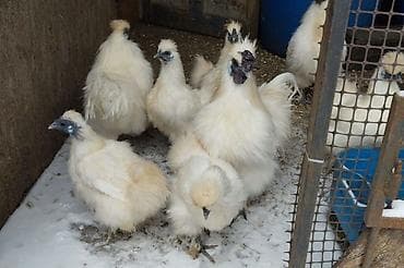 дакан цыплят: Продам кур порода - китайская шелковая. Данная порода характеризуется — 4