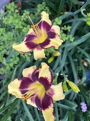 Лилейники (Hemerocallis) – коллекционные сортовые саженцы/делёнки