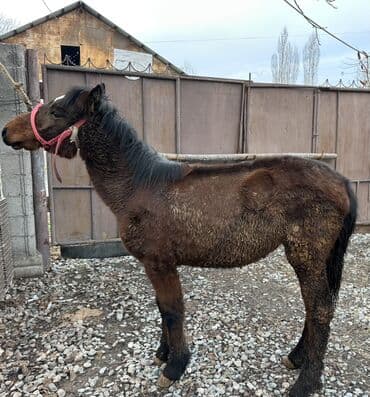 сколько стоит кролик: Продаю | Жеребенок | Для разведения | Племенные — 2