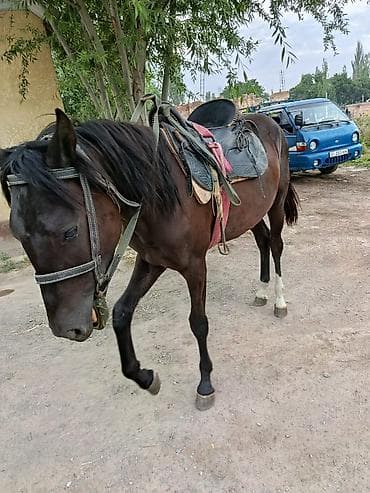 аары ящик: Сатам | Тай | Кара Жорго | Ат спорту — 6
