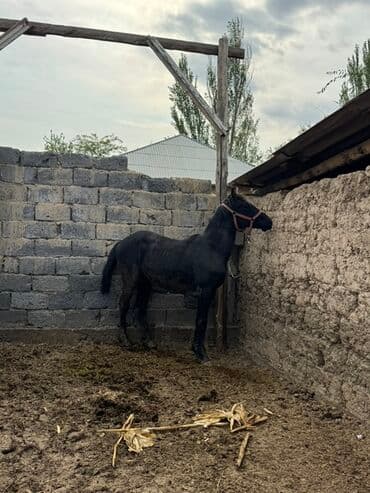 куры доминанты: Продаю | Жеребенок | Конный спорт — 5