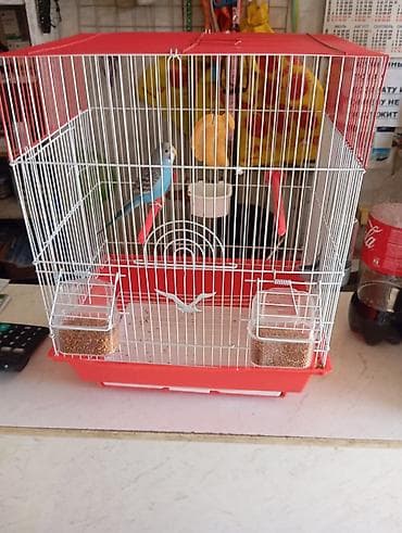 фазан бишкек: Продаётся попугайчик, мальчик 🦜 Вместе с клеткой. Активный и красивый — 2