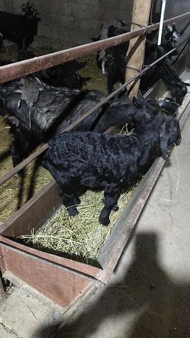 пол для барана: Продаю | Коза (самка) | Для разведения — 9