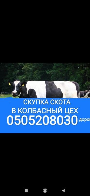 Куплю | Коровы, быки, Лошади, кони, Другие с/х животные | Круглосуточно, Любое состояние, Забитый