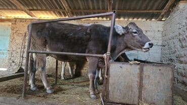 продажа охотничьих собак: Продаю | Корова (самка) | Швицкая | Для молока | Стельные — 4