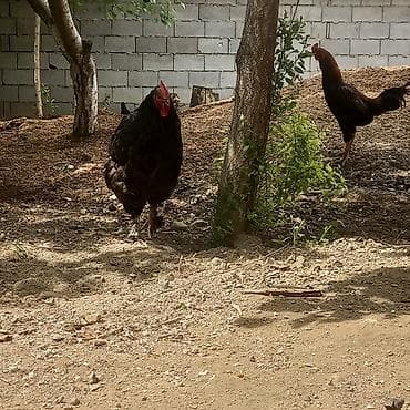 куры живые: Продаю | Куры | Домашняя | Несушки — 8