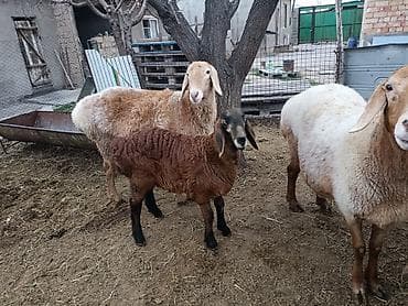 овчарки в дар: Продаю | Овца (самка) | Романовская | Для разведения | Матка — 10