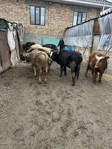 собака бультерьер: Продаю | Бык (самец) | Для разведения — 5