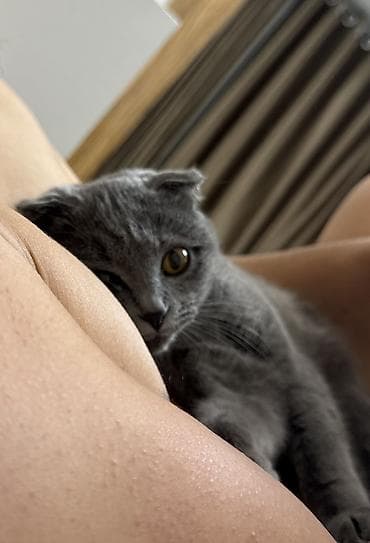 cat sofa: Скотиш Фолд (Шотландская вислоухая), 9 месяцев, Девочка — 1