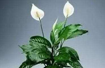 спатифиллум сенсация: Спатифиллум (Spathiphyllum женское счастье), комнатное растение в — 3