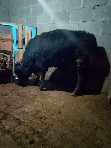 рыбки цена: Продаю | Музоо, торпок | Полукровка | На откорм | Привязанные — 7