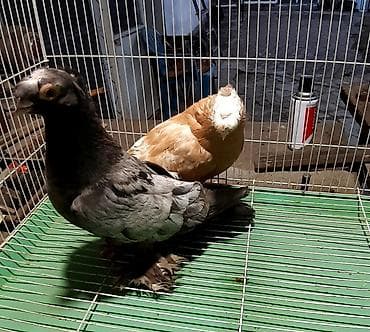 красные волнистые попугаи: Пара 2000 сом. Армавирский белый голубь цена договорная. Жёлтый — 1