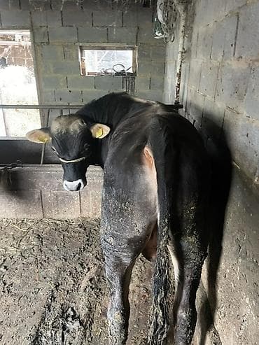 мелкашка тоз 8 цена: Продаю | Бык (самец) | Полукровка | На откорм | Привязанные — 4