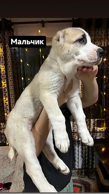 бишкек кошка: Продаются великолепные щенки алабая от чистокровных родителей с — 6